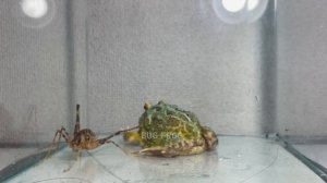Big and thorny ...fear ... / Pacman frog , African bullfrog【LIVE FEEDING】