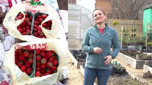 Уход за садовой земляникой весной  #дача #земляника