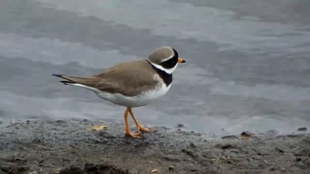 Зуек галстучник смотреть онлайн
