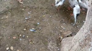 #гусиные бои #ГорьковскийсЕденским