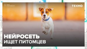 Нейросеть ищет животных|Техно — Москва24|Контент