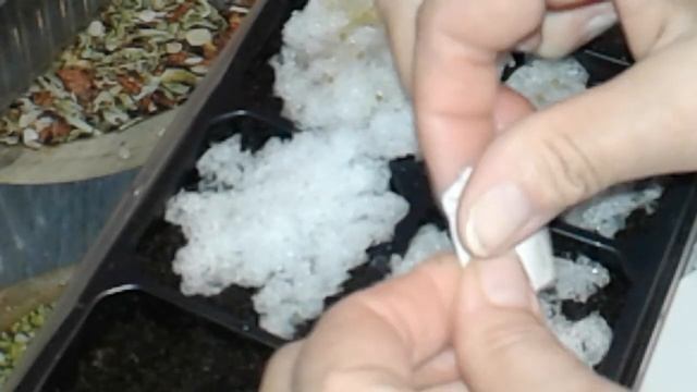 ЛОБЕЛИИ! СЕЕМ СЕМЕНА! УДАЧНЫЙ ПОСЕВ! смотреть онлайн