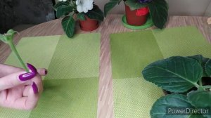 СЕМЕНА ГЛОКСИНИИ СОЗРЕЛИ ,ПОРА СРЕЗАТЬ