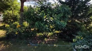 Гортензии в саду на 19 июля.