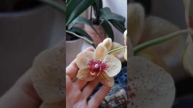 Цветение орхидей и не только от блондинок до брюнеток (июль-август 2021) смотреть онлайн