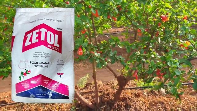 6 45 6 या खताविषयी संपूर्ण माहिती || 6 45 6 fertilizer Uses || Pomogranate flowering смотреть онлайн