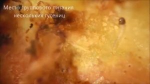 Картофельная моль