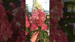 Питомник-Гортензий.рф Крупномеры гортензий