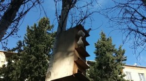 Белые голуби Баку.Гнёзда на деревьях.30.12.2020.