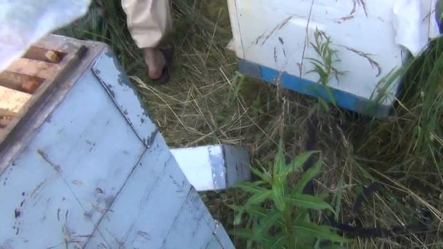 Итог 2-х недельного пребывания пчел на гречихе. Какой медонос лучше клевер красный или дербенник?