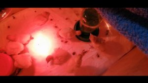 Суточные Индюшата Биг6 в 3-5 дней. Сладкая вода в первые дни жизни.