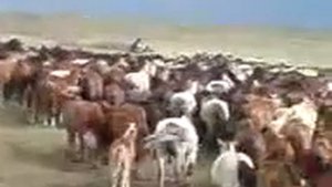 Огромный табун лошадей!!!!