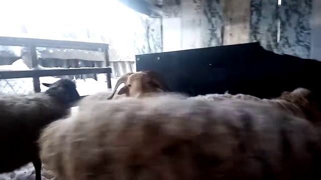 Содержание овец зимой без сарая смотреть онлайн