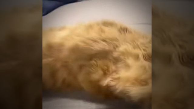 СМОТРИ И СМЕЙСЯ смотреть онлайн