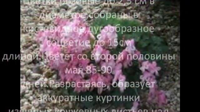 Многолетние садовые цветы -  Дицентра превосходная