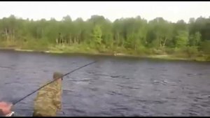 Печенга. Семга. 6 кг