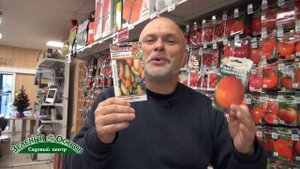 Томаты хамелеоны Медовые пальчики и загадка природы, с разной окраской мякоти и кожуры, розовые с о