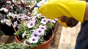 ПРОФИЛАКТИКА И ЛЕЧЕНИЕ ПЕТУНИИ ОТ МУЧНИСТОЙ РОСЫ???