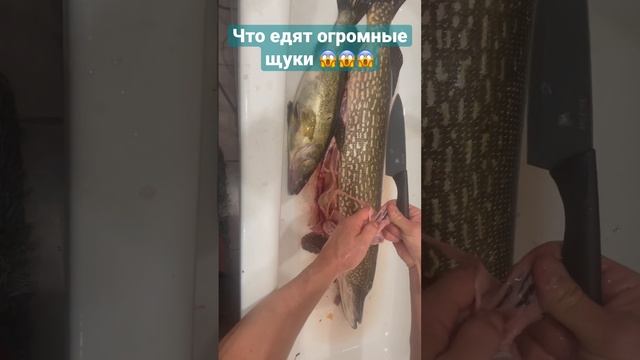 Что едят ОГРОМНЫЕ  ЩУКИ ???. Узнав это ВЫ поймёте где её ловить? #fishing #fish #щукагигант