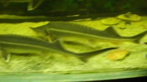 Стерлядь в аквариуме 2