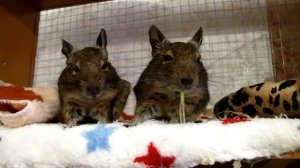 Плюсы и минусы дегу)