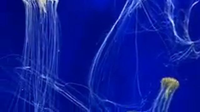 Релакс музыка для сна и расслабления 432 гц. Релакс аквариум. 432 Hz Healing Sleep Music смотреть онлайн