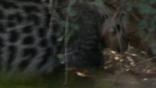 Африканская циветта! смотреть онлайн