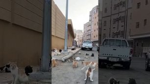 Улица кошек