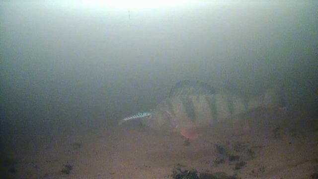 Щука на балансир. Окунь нос воротит. Focus Fish. смотреть онлайн