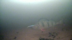 Щука на балансир. Окунь нос воротит. Focus Fish.