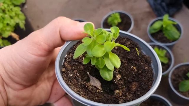 Петуния Мидланд Голд выглядит "гаденько"! Вирус на петунии. смотреть онлайн