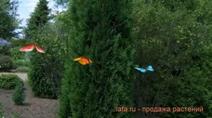 Туя западная Малониана (thuja occidentalis malonyana) ? обзор: как сажать, саженцы туи Малониана