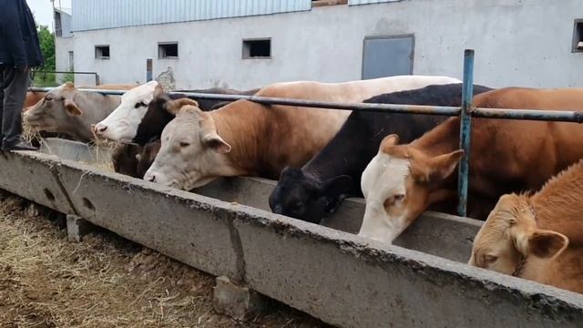 Молҳои хушзот дар шахри Конибодом. Шведский аз Германия, Лимузин, Сементал ва Ангуст ??