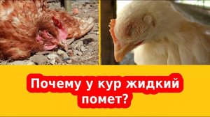 Понос у кур, диарея, чем куры могут отравиться - симптомы и лечение