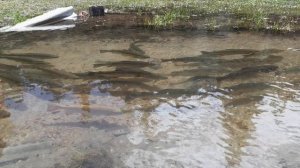 Дикая, горная, форель. Второе озеро в Григорьевском ущелье.