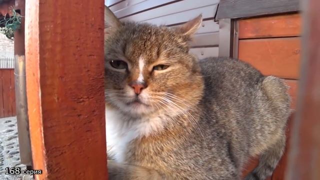 ? Новогодний выпуск 2021 ? смотреть онлайн