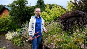 Обрезка многолетников летом на примере душицы