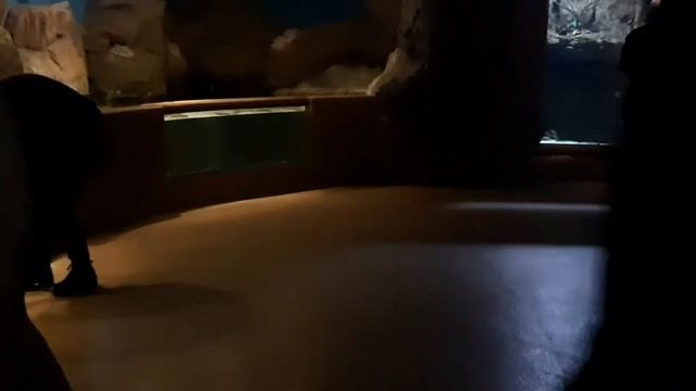 Поход в океанариум СПб 07.02.19 смотреть онлайн