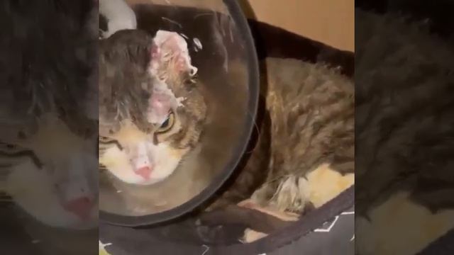 Малышка ищет дом #ищетдом #кошка_мск #возьмидругаизприюта смотреть онлайн