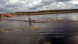 Сбор клюквы на плантации Кремь в Костромской области