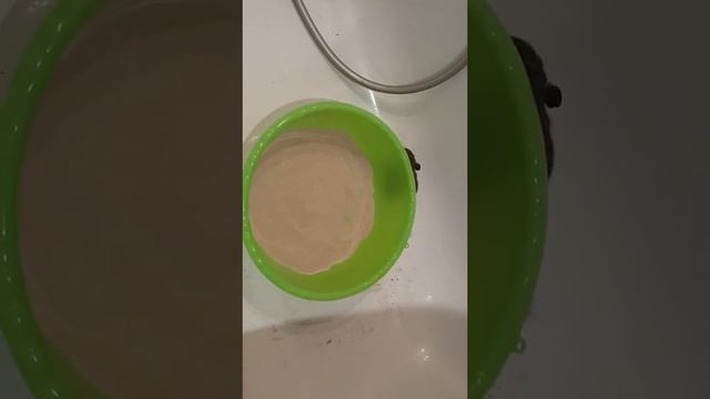 Чилийская Белка Дегу моется в песке в домашних условиях смотреть онлайн