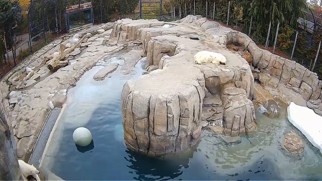 Мама шубку чистит-старший с мячиком развлекается#Toledo Zoo смотреть онлайн
