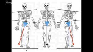 Крестец - священная кость