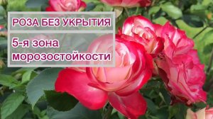 Не укрываю РОЗУ Жубиле дю принц де Монако | rose Jubile du Prince de Monaco