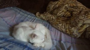 как кормить кота