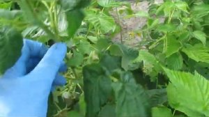 Желтая Карамелька  - самый сладкий и крупноплодный сорт желтой малины