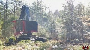 TimberPro TL745D Feller Buncher Cutting in New Hampshire