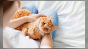 Как кошки лечат людей и вся правда что кошки лечат болезни