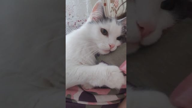 Генетика: красота котов раскрыта #котикитакиекотики #probalanceкорм смотреть онлайн