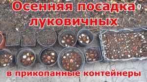 Осенняя посадка луковичных в прикопанные контейнеры. Передержка контейнеров с луковичными в теплице.